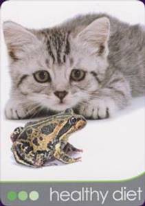 Hovedbilde Cat Wisdom Cards - Toni ...